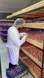 مشاوره راه اندازی گلخانه زعفران - تصویر 7