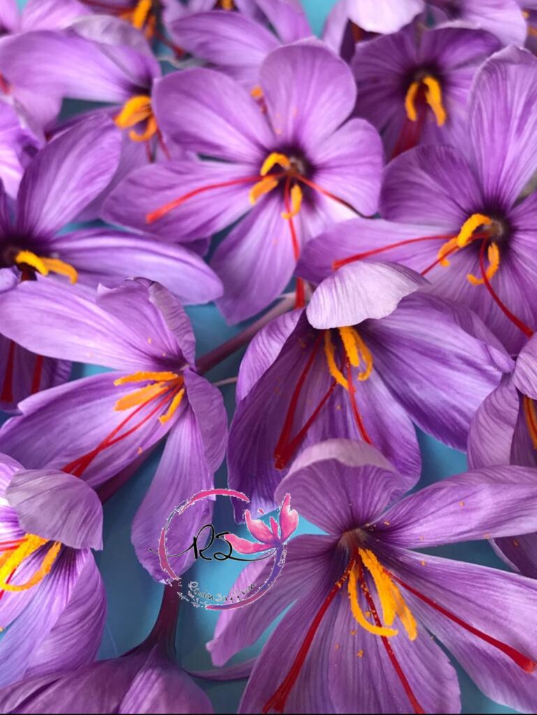 دمنوش گلبرگ زعفران