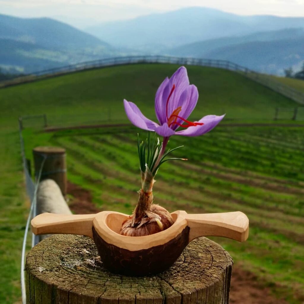 تشخیص زعفران اصل